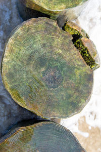 High angle view of tree stump