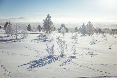 Trees on snow covered field against sky