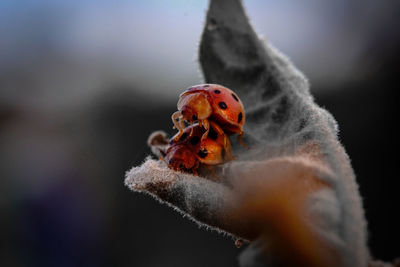 Close-up of insect on leaf