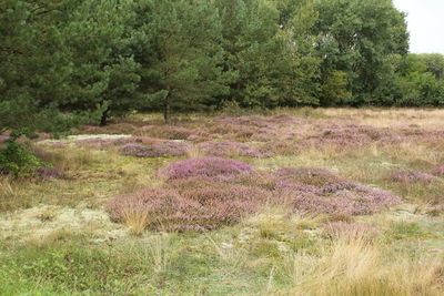 Purple flowering plants on land