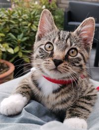 Close-up portrait of tabby cat