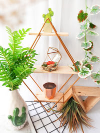 Close-up of potted plant on table