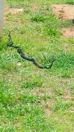 Lizard on grass