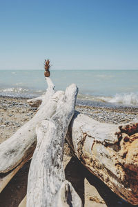 Driftwood on beach against clear sky