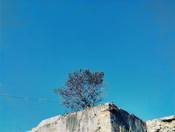 Low angle view of tree against clear blue sky