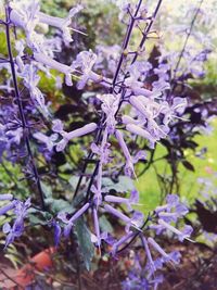 Close-up of purple flowers on branch