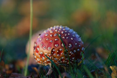 Close-up of fly agaric mushroom on field