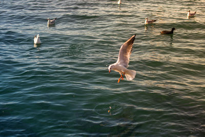 High angle view of seagulls flying over sea