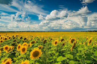 A yellow field of sunflower flowers against a blue sky with white clouds.