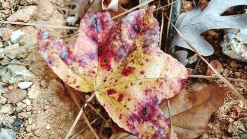 Close-up of fallen maple leaves