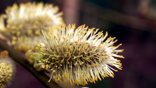 Close-up of white dandelion flower