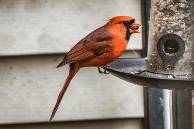 Close-up of bird perching on red