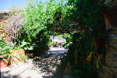 Trees and plants growing on footpath against building