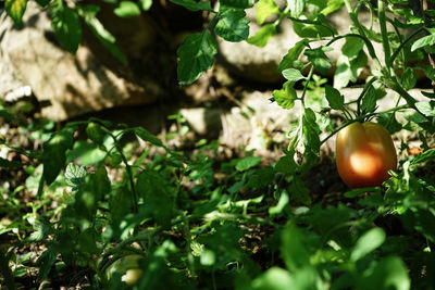 Close-up of fruit growing on plant