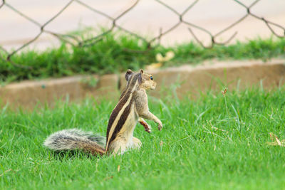 Squirrel on a field