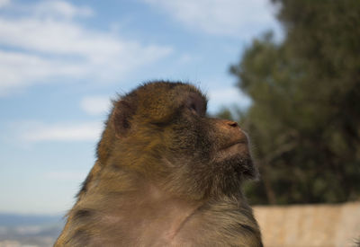 Close-up of monkey against sky