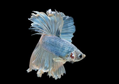Close-up of blue fish swimming against black background