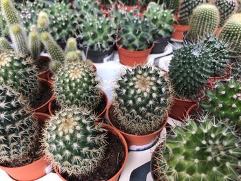 High angle view of succulent plants