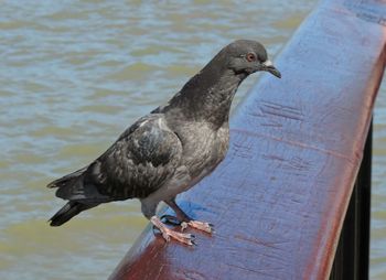 Close-up of bird perching on water