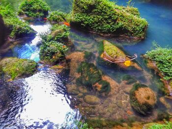 Reflection of trees in water