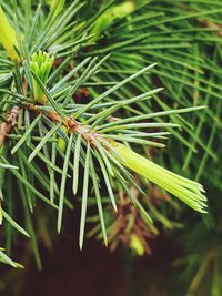 Close-up of pine tree