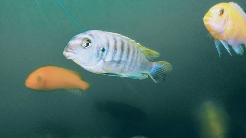 Close-up of fish swimming in sea