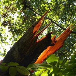 Low angle view of tree