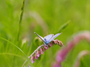 Close-up of butterfly on flower
