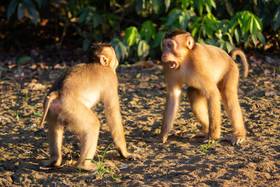 Two macaques playing on land