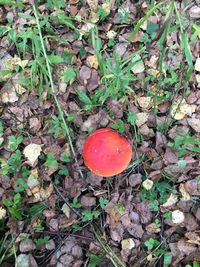 High angle view of mushroom growing on field