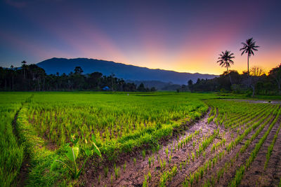 Scenic view of agricultural field against sky during sunset