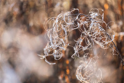 Close-up of dried plant with spider web