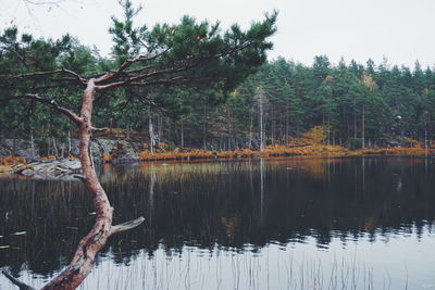 View of calm lake against trees
