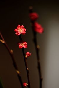 Close-up of pink flowers