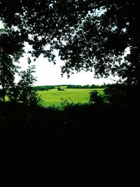 Trees on grassy field