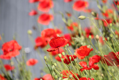 Close-up of red poppy flowers on field