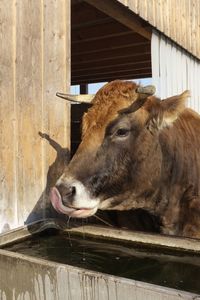 Cow drinking water in farm