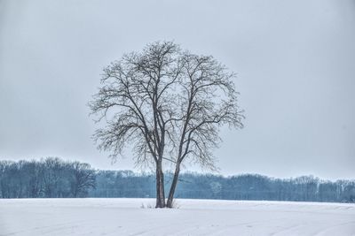 Bare tree on snow covered landscape