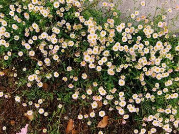 High angle view of flowering plant on field