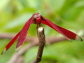 Close-up of red flower bud