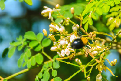 Close-up of berries growing on tree