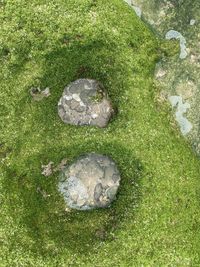 High angle view of snake on field