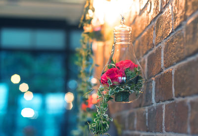 Close-up of red rose against wall