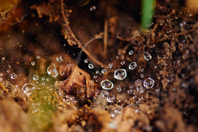 Close-up of water drops on plant
