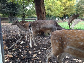 Deer standing on tree trunk in field