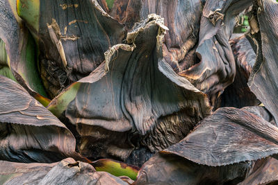 Full frame shot of rotting, cut agave plant