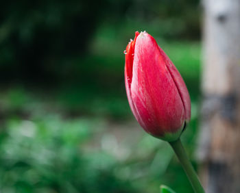 Close-up of pink flowers