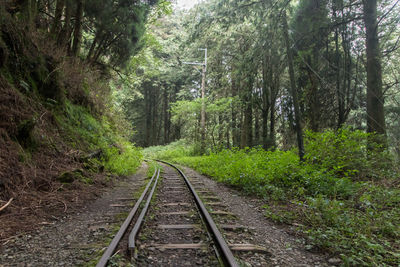 Railroad tracks in forest