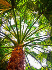 Low angle view of coconut palm tree