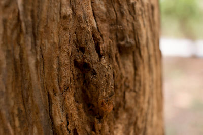 Close-up of tree trunk